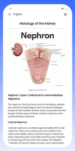 Urinary System screenshot 6