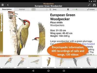 Birds of Europe: Identificatio screenshot 10