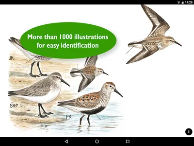 Birds of Europe: Identificatio screenshot 11