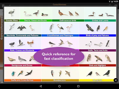 Birds of Europe: Identificatio screenshot 15