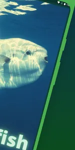 Sunfish screenshot 2