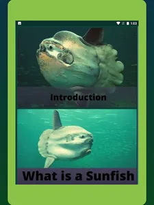 Sunfish screenshot 4