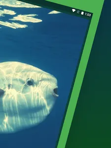Sunfish screenshot 9