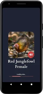 Red Junglefowl Female Sounds screenshot 0