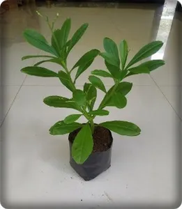 ginseng cultivation in pots screenshot 13