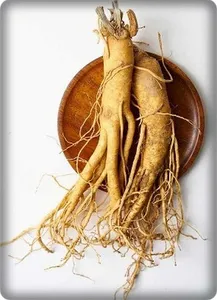 ginseng cultivation in pots screenshot 14