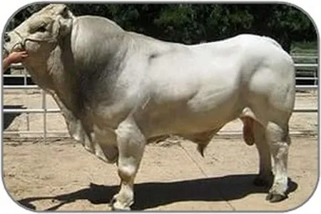 steps to fatten cows screenshot 10