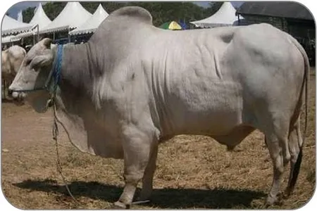 steps to fatten cows screenshot 11