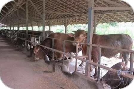 steps to fatten cows screenshot 21