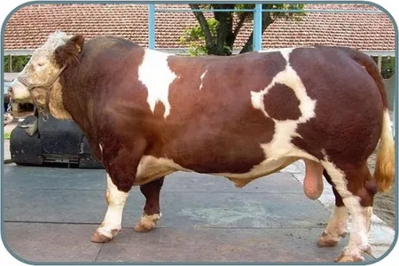 steps to fatten cows screenshot 9