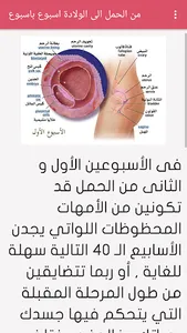 مراحل الحمل أسبوع بأسبوع screenshot 2