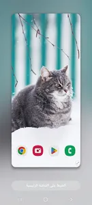 Wallpapers Cat (2) 4k 2023 screenshot 0