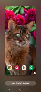 Wallpapers Cat (2) 4k 2023 screenshot 1
