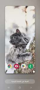 Wallpapers Cat (2) 4k 2023 screenshot 3