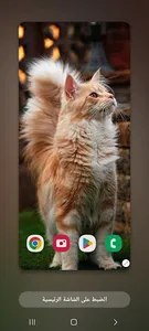 Wallpapers Cat (2) 4k 2023 screenshot 4