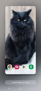 Wallpapers Cat (2) 4k 2023 screenshot 5