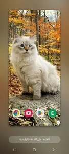Wallpapers Cat (2) 4k 2023 screenshot 6