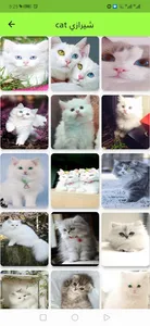 ‎2021 ‏cat خلفيات ‏ screenshot 1