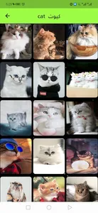 ‎2021 ‏cat خلفيات ‏ screenshot 2