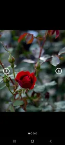 Photo Frame screenshot 3