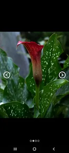 Photo Frame screenshot 5