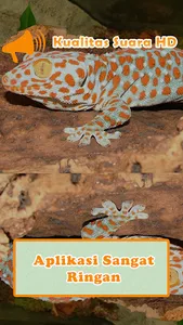 Gecko Sounds screenshot 1