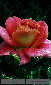 Dewy Shine Rose LWP screenshot 0