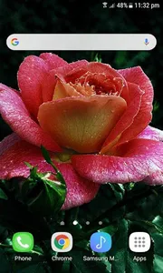 Dewy Shine Rose LWP screenshot 2