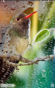 Hummingbirds Live Wallpaper screenshot 6