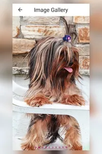 Dog Breed - Yorkshire Terrier screenshot 22