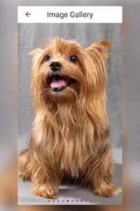 Dog Breed - Yorkshire Terrier screenshot 23