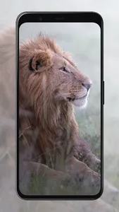 Lion Wallpapers screenshot 22