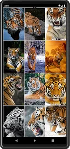 Tiger Wallpapers | Cool tigers screenshot 13