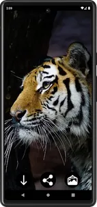 Tiger Wallpapers | Cool tigers screenshot 14