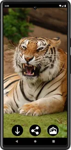 Tiger Wallpapers | Cool tigers screenshot 4