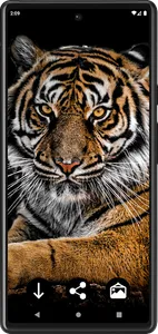 Tiger Wallpapers | Cool tigers screenshot 5