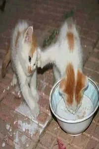 funny pictures screenshot 1