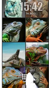 Iguana Wallpaper screenshot 0