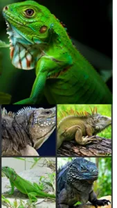 Iguana Wallpaper screenshot 3