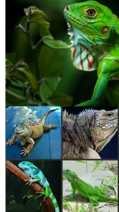 Iguana Wallpaper screenshot 5