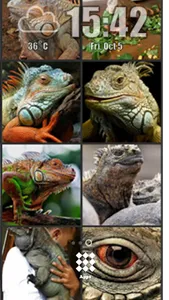 Iguana Wallpaper screenshot 6