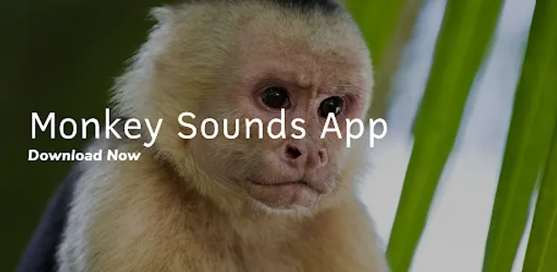 Monkey Sounds App screenshot 0