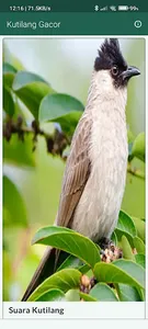 Suara Burung Kutilang Gacor screenshot 3
