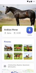 Horse N Herds screenshot 2