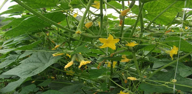 Sunfrost Data Feeding Yala Off screenshot 4