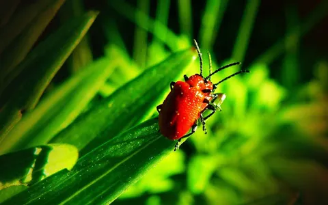 Beetle Wallpaper screenshot 2
