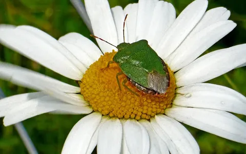 Beetle Wallpaper screenshot 3