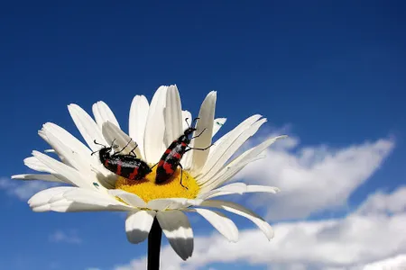 Beetle Wallpaper screenshot 6