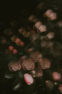 Beautiful Wallpapers screenshot 2