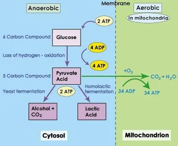 Carbohydrate Metabolism screenshot 0